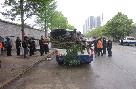 依法没收树桩树兜